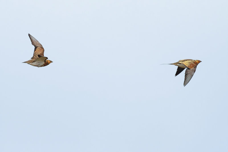 Pin-tailed Sandgrouse  (Pterocles alchata)