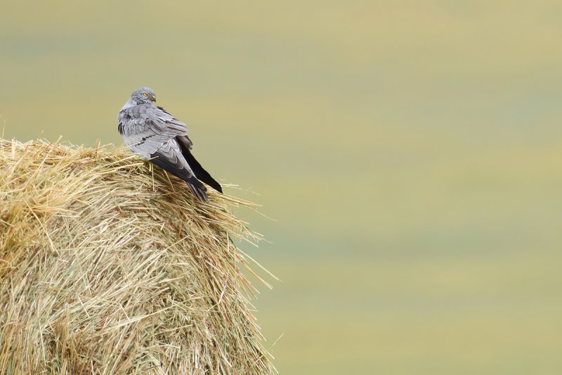 Montagu's Harrier (Circus pygargus) 