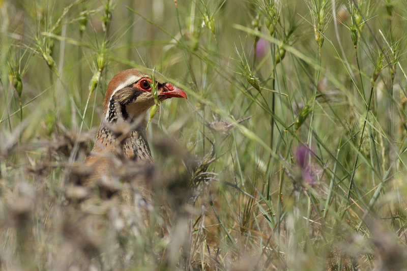 Red-legged Partridge (Alectoris rufa) 