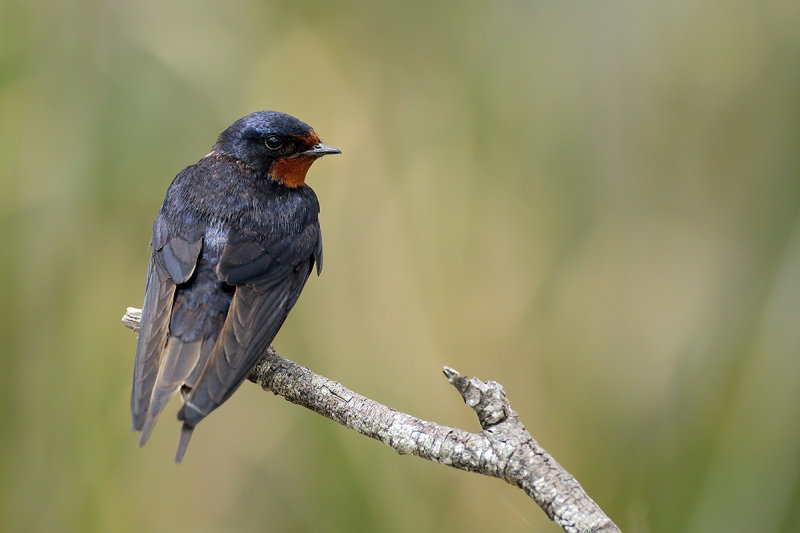 Barn Swallow (Hirundo rustica)