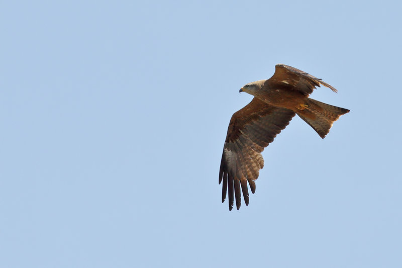 Black Kite  (Milvus migrans)