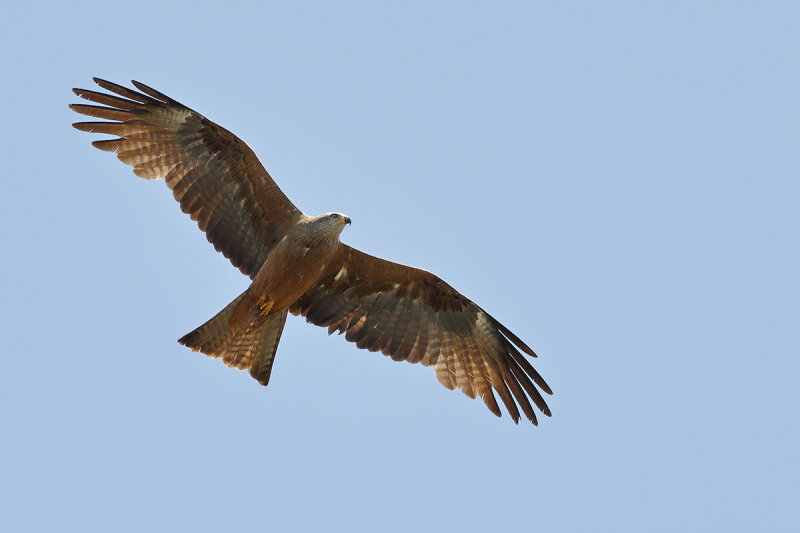 Black Kite (Milvus migrans)