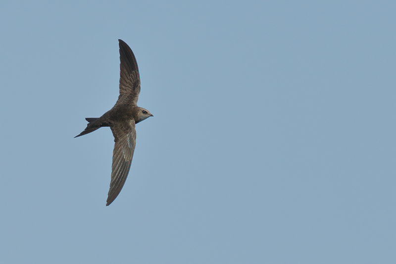 Pallid Swift  (Apus pallidus)