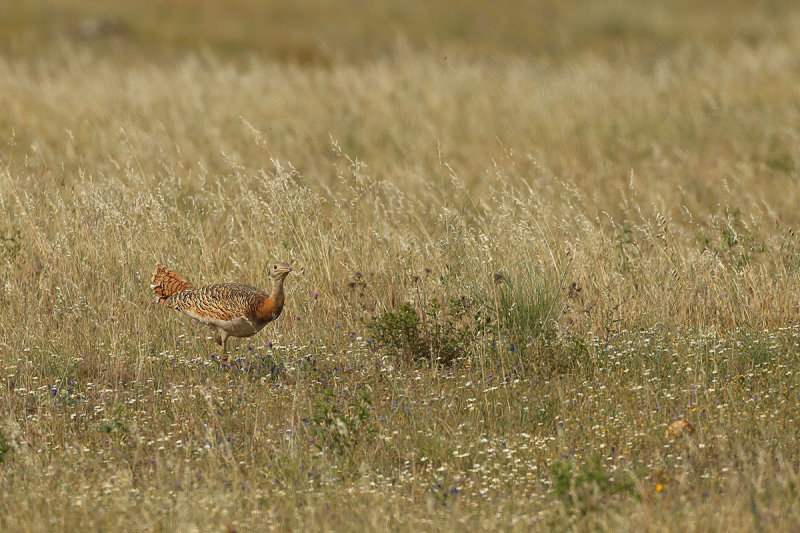 Great Bustard (Otis tarda) 