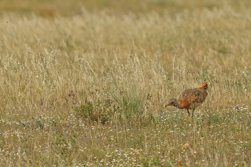 Great Bustard (Otis tarda) 