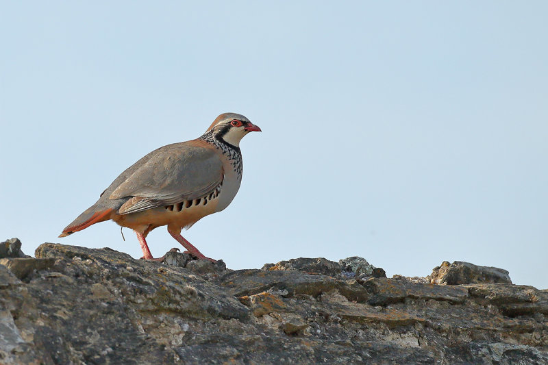 Red-legged Partridge (Alectoris rufa) 