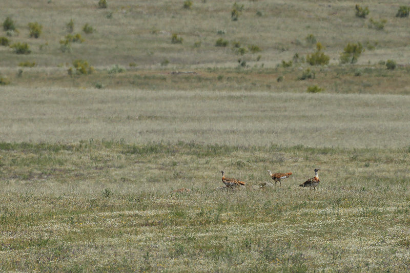 Great Bustard (Otis tarda) 