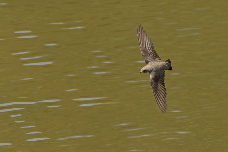 Crag Martin (Ptyonoprogne rupestris)