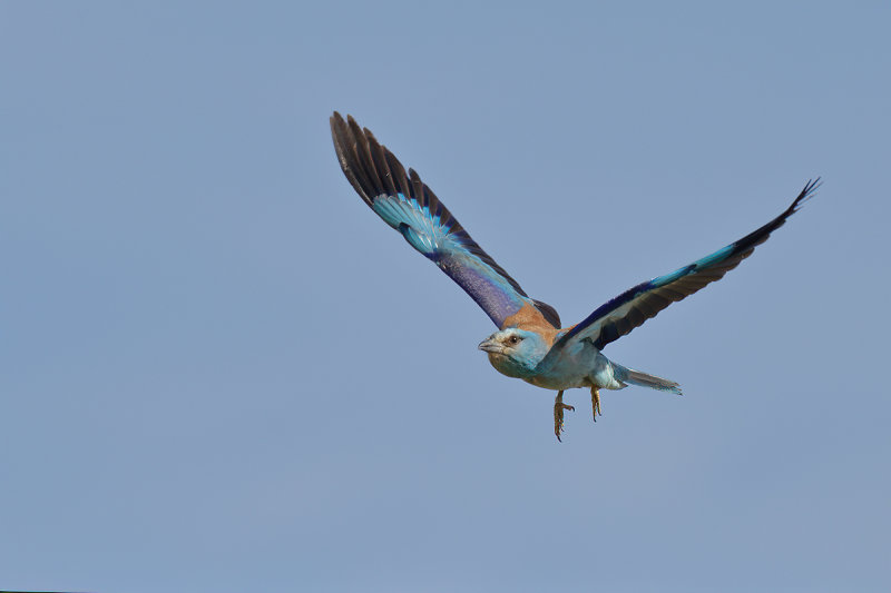 European Roller (Coracias garrulus)