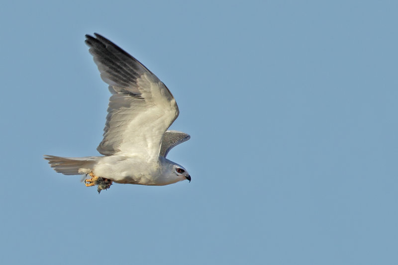 Black-shouldered Kite (Elanus caeruleus)