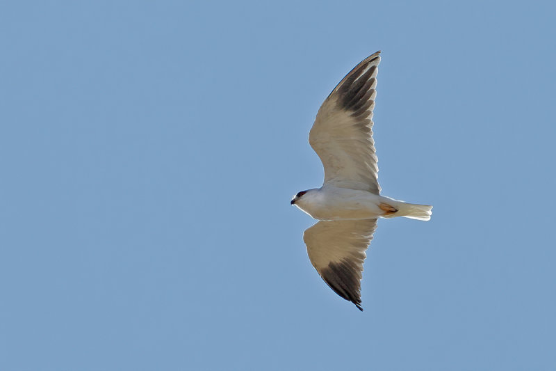 Black-shouldered Kite (Elanus caeruleus)