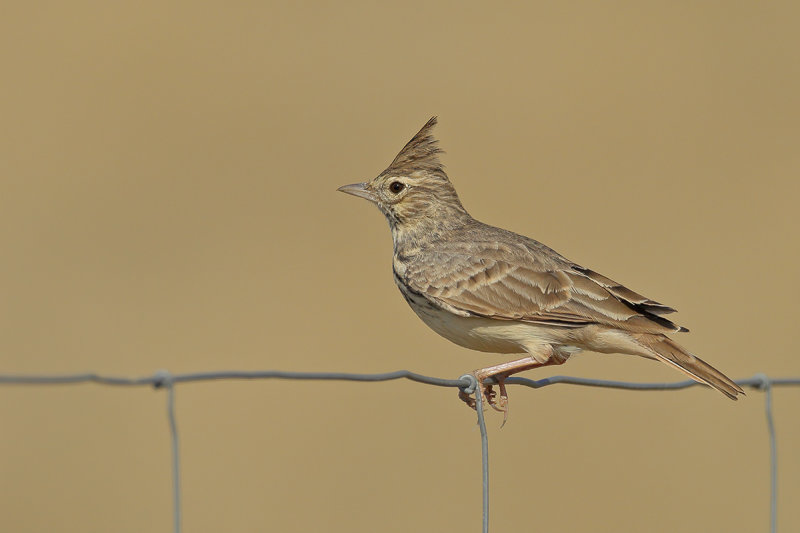 Thekla Lark (Galerida theklae)