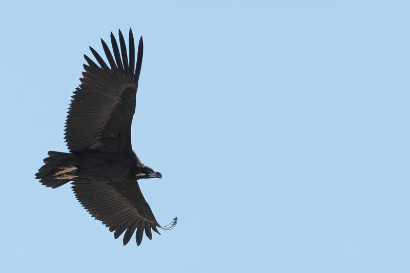 Eurasian Black Vulture (Aegypius monachus)