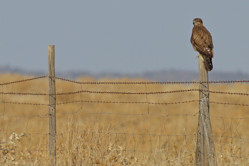 Common Buzzard (Buteo buteo)
