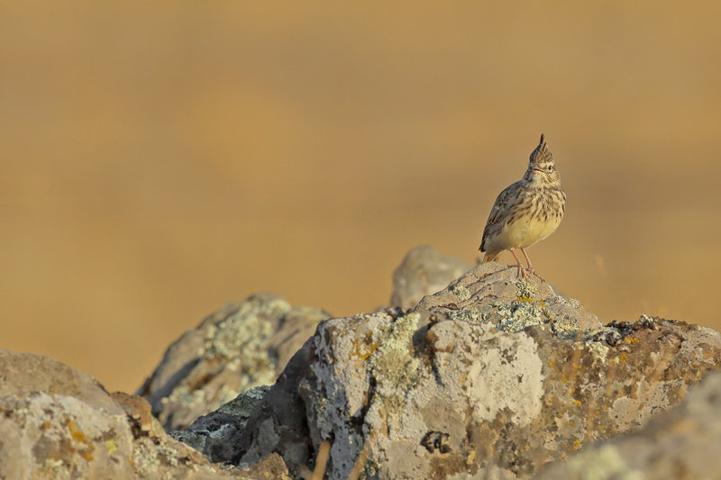 Thekla Lark (Galerida theklae)