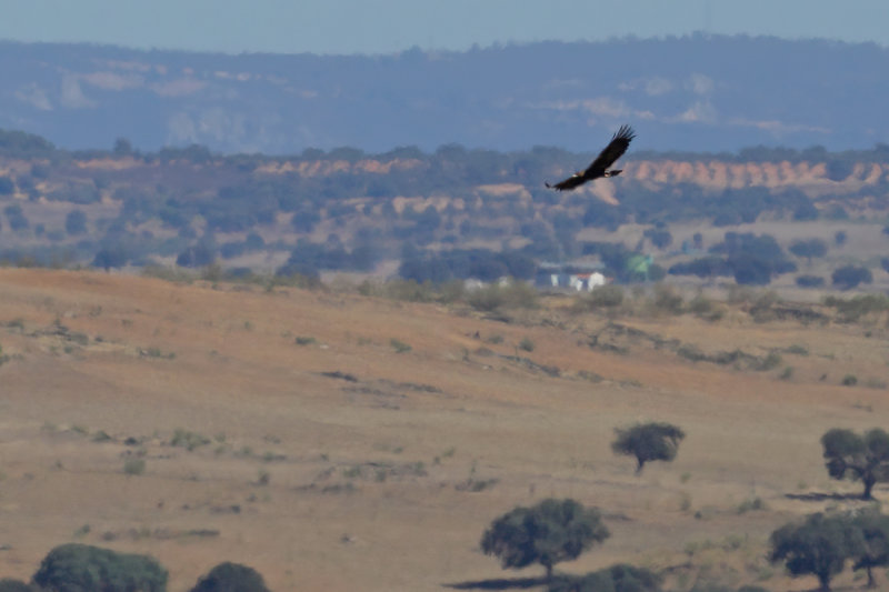 Golden Eagle - (Aquila chrysaetos)