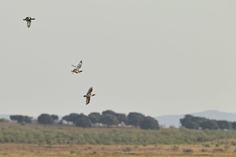 Little Bustard (Tetrax tetrax)