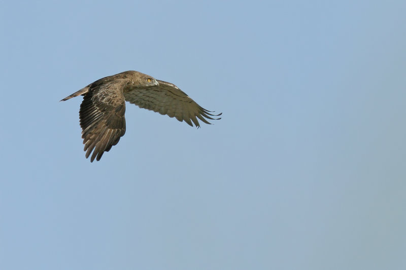 Short-toed Eagle (Circaetus gallicus) 