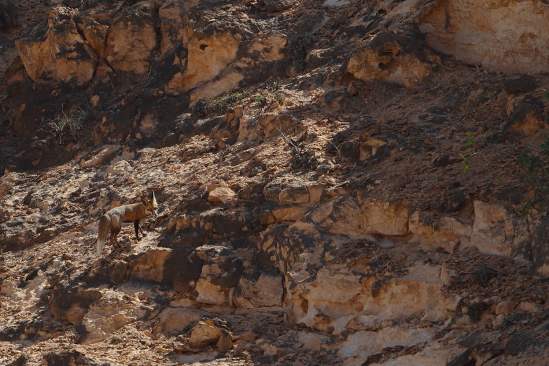 Arabian Red Fox - (Vulpes vulpes arabica)
