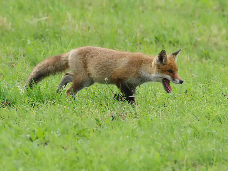 Eurasian Red Fox -  (Vulpes vulpes crucigera)