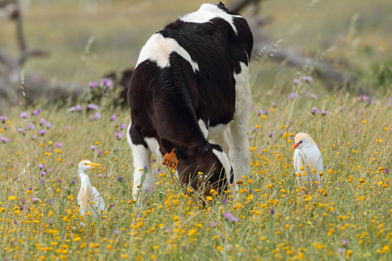 Cattle Egret (Bubulcus ibis)