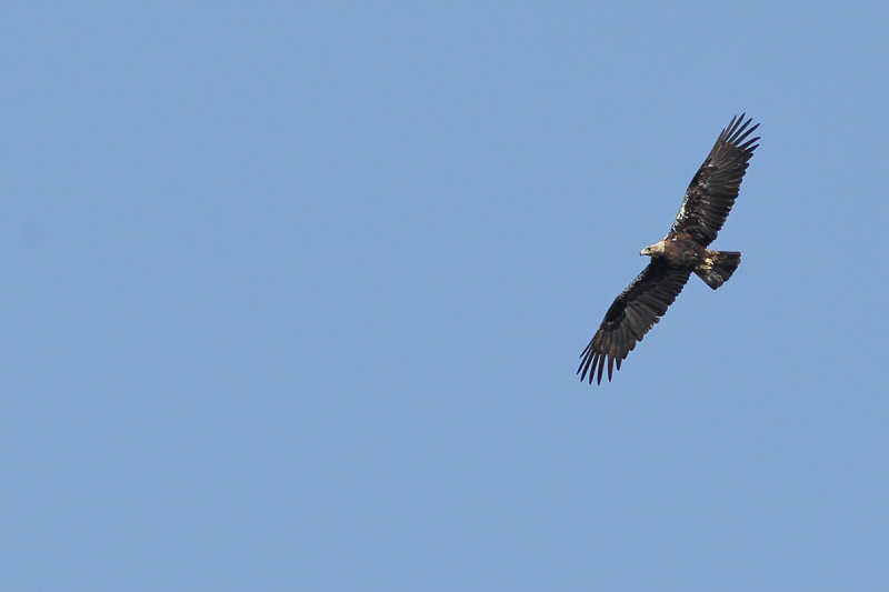 Spanish Imperial Eagle (Aquila adalberti) 