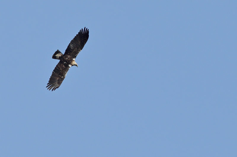 Spanish Imperial Eagle (Aquila adalberti) 