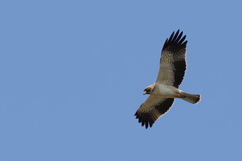 Booted Eagle (Aquila pennata)