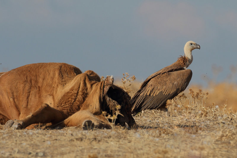 Griffon vulture (Gyps fulvus)