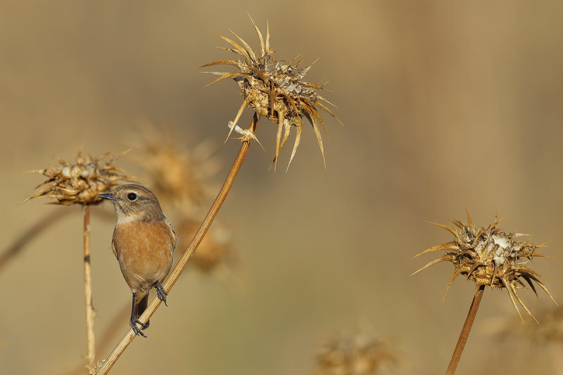 European Stonechat (Saxicola rubicola) 