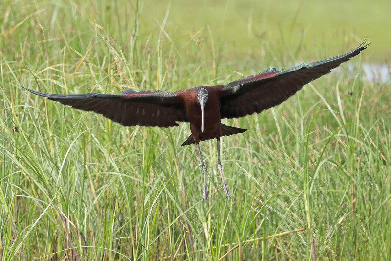 Glossy Ibis (Plegadis falcinellus)