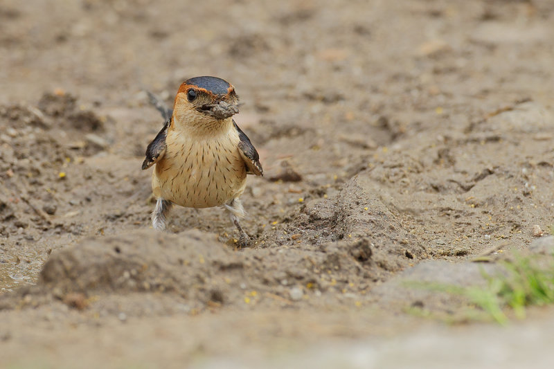 Red-rumped Swallow (Cecropis daurica rufula) 