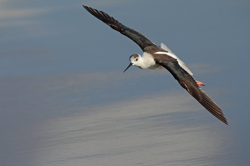 Black-winged Stilt (Himantopus himantopus) 