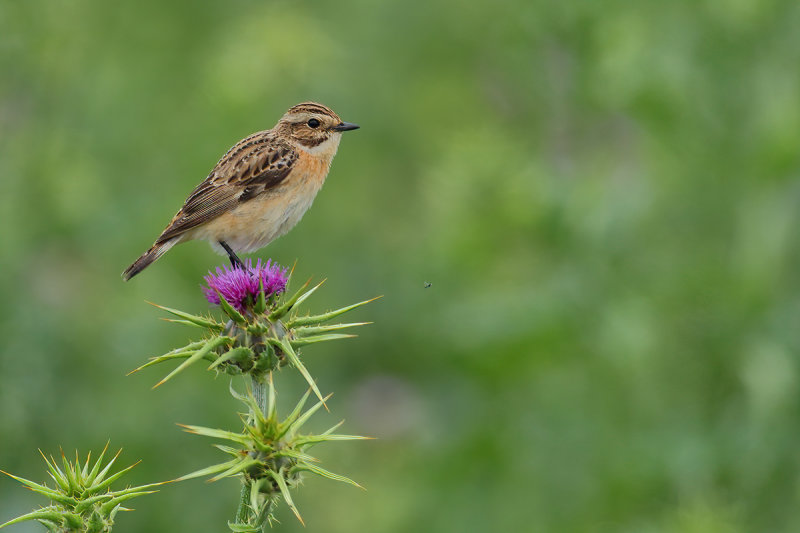 Whinchat (Saxicola rubetra)