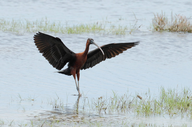 Glossy Ibis (Plegadis falcinellus)