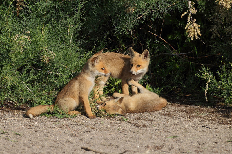 Eurasian Red Fox -  (Vulpes vulpes crucigera)