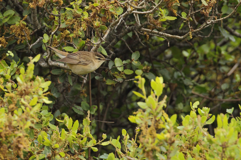 Sedge Warbler (Acrocephalus schoenobaenus)