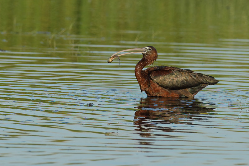Glossy Ibis (Plegadis falcinellus)