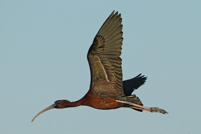 Glossy Ibis (Plegadis falcinellus)