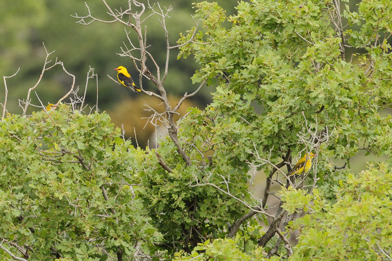 Eurasian Golden Oriole (Oriolus oriolus)