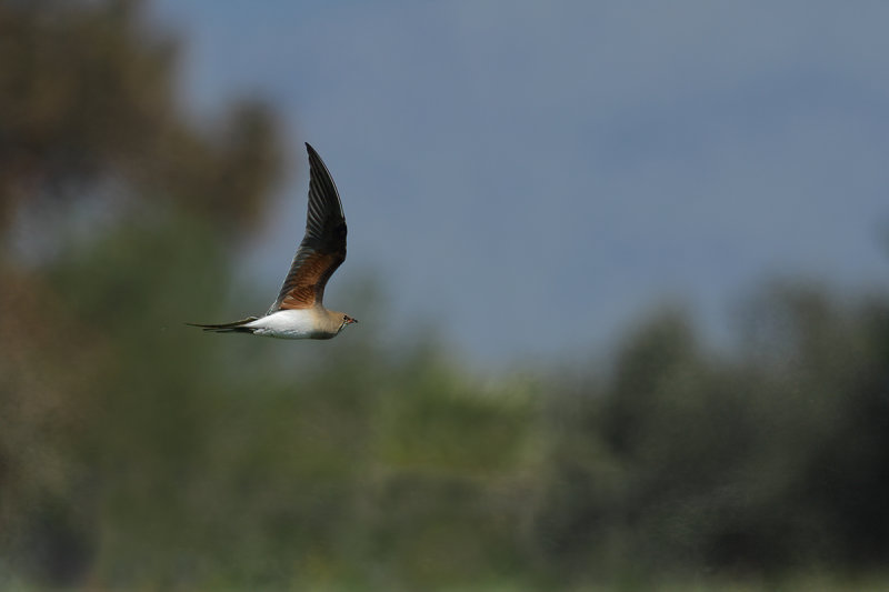 Collared pratincole (Glareola pratincola)