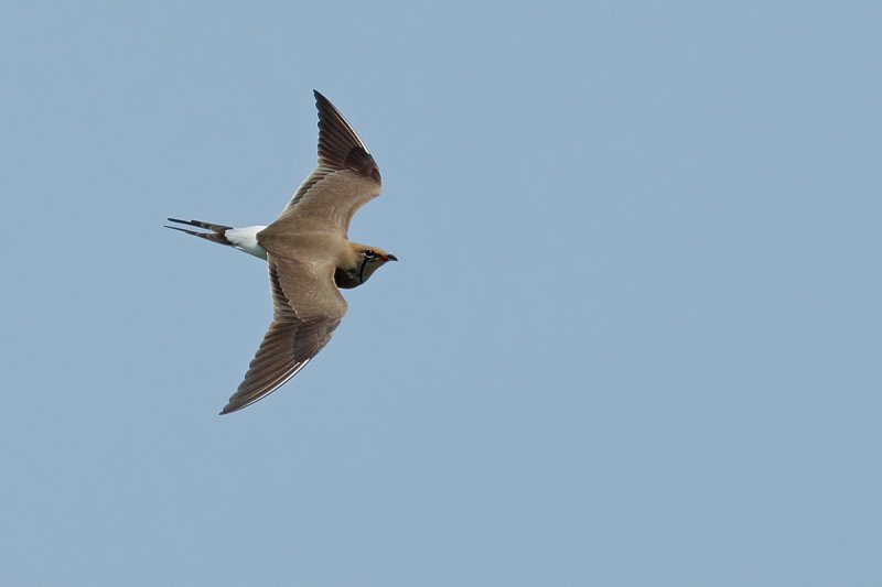 Collared pratincole (Glareola pratincola)