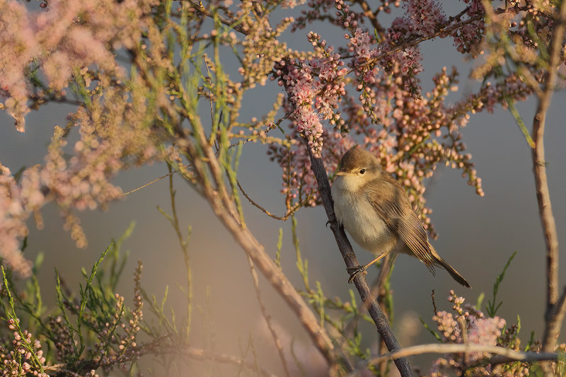 Eastern Olivaceous Warbler  - Iduna pallida