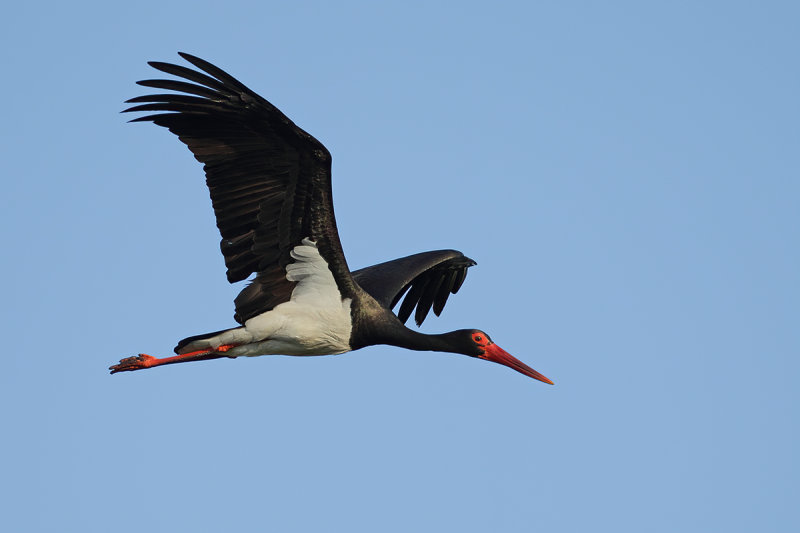 Black Stork - (Ciconia nigra)