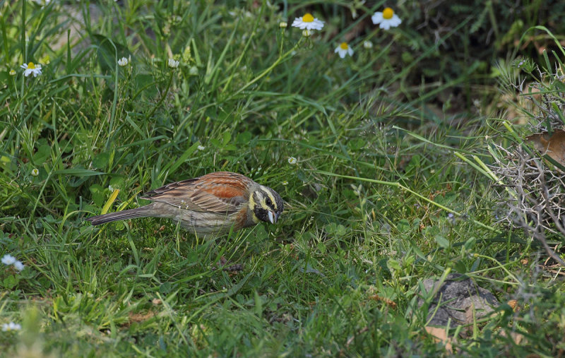 Cirl Bunting - Emberiza cirlus