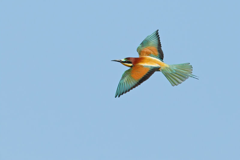 European Bee-eater (Merops apiaster)