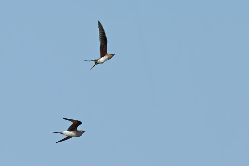 Collared pratincole (Glareola pratincola)