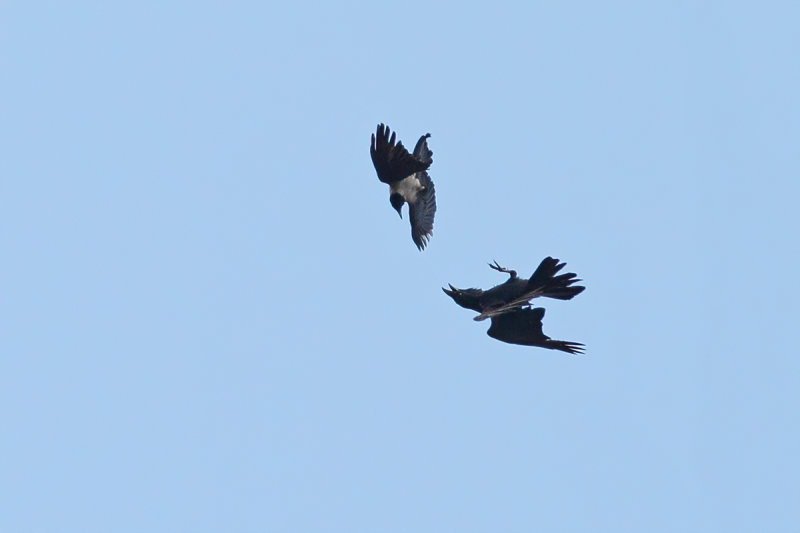 Hooded Crow (Corvus cornix) & Northern Raven (Corvus corax)
