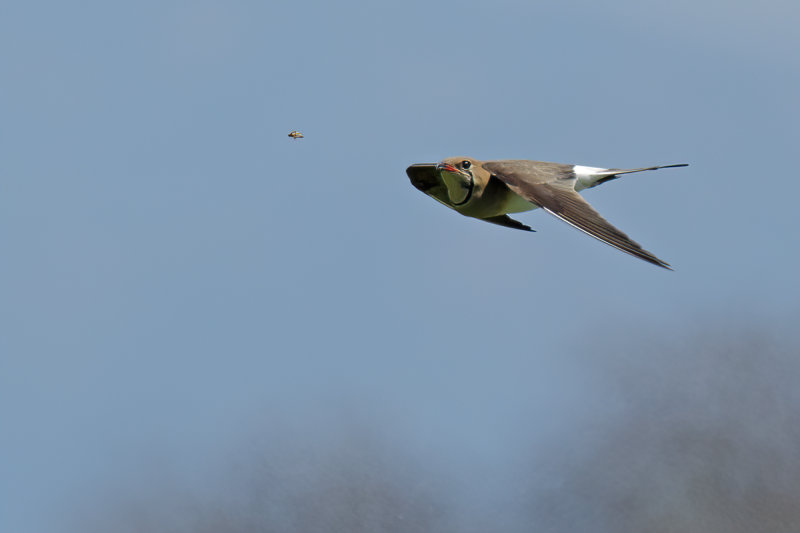 Collared pratincole (Glareola pratincola)