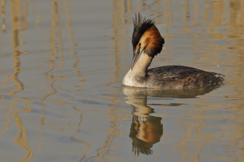 Great Crested Grebe (Podiceps cristatus)